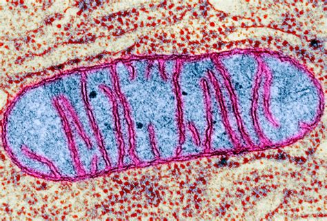 Leaky mitochondria may play central role in fragile X syndrome ...