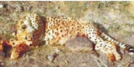 Cheetah poached in the late 1990s (Photo H. Akbari). | Download ...