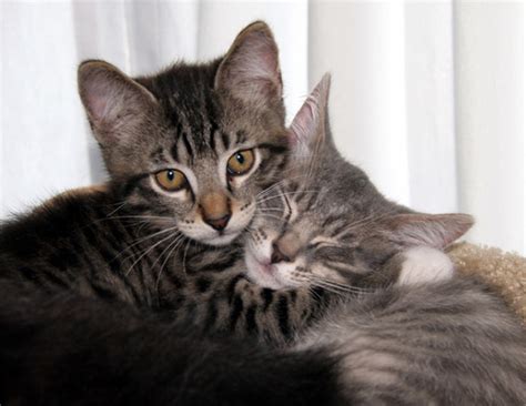 17 of the Best Pictures of Kittens Hugging