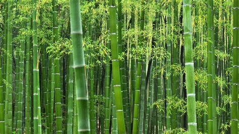 Bamboo Desktop Background