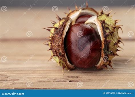 Buckeye or Horse Chestnut stock photo. Image of spike - 97874292