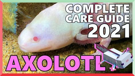 Complete Axolotl Care Guide - 2021 Edition - YouTube