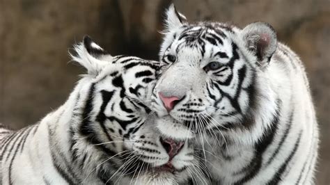 White Tiger Names (399+ Best Male & Female Naming Ideas)