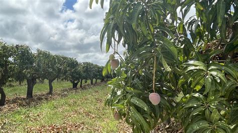 Mango farmers of Bowen Burdekin speak out on artificial ripening of ...