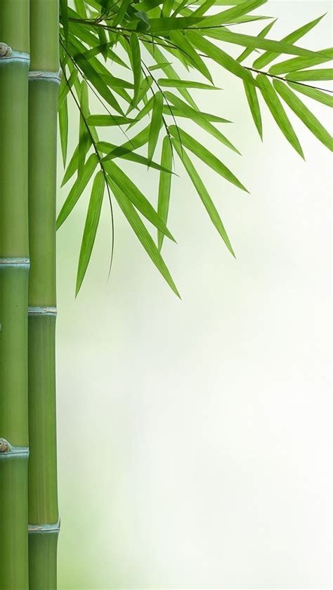 Pin by Emmy on A WORLD of COLOR | Bamboo wallpaper, Beautiful landscape ...