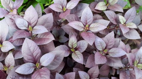 Alternanthera dentata 'Little Ruby' - Alpine Nurseries