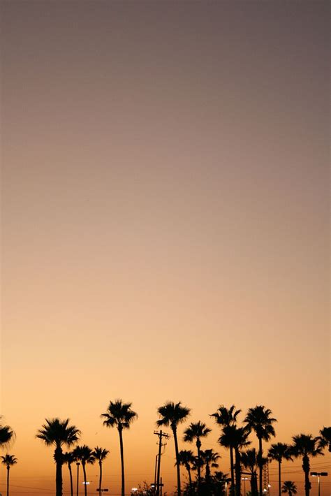 sunset palms | Pink sky, Beautiful sunset, Palm trees