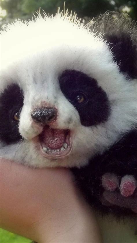 Cute panda bear cub - Wild animals wallpaper Wallpaper Download 1080x1920