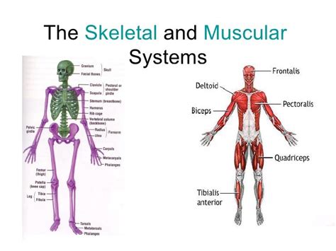 Grade 5 – Human Body System Lesson 1: Musculoskeletal System – Mr ...