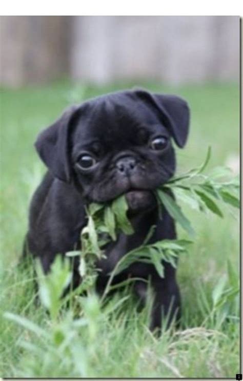 ^^Find out about teacup pug. Check the webpage to find out more ...