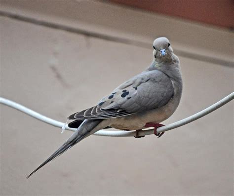 Female Mourning Dove Watching Her Nest Photograph by Jay Milo