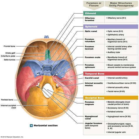 the floor of the cranium | Dental hygiene school, Human anatomy and ...