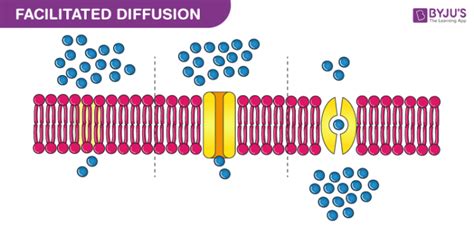 What Is Facilitated Diffusion? - Types, Importance & Examples