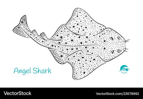 Angel shark hand-drawn Royalty Free Vector Image