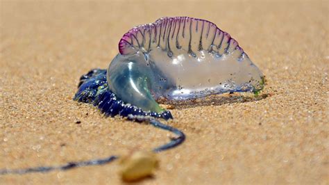 First Portuguese man-of-war of 2019 season spotted on North Carolina coast - 6abc Philadelphia