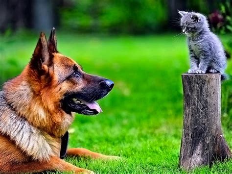 Cat vs Dog: Which Pet Would You Rather Have? | UK Pets