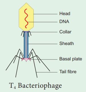 Structure of T4 bacteriophage