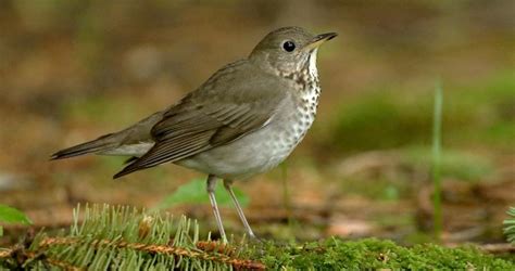 Gray-cheeked Thrush Identification, All About Birds, Cornell Lab of ...