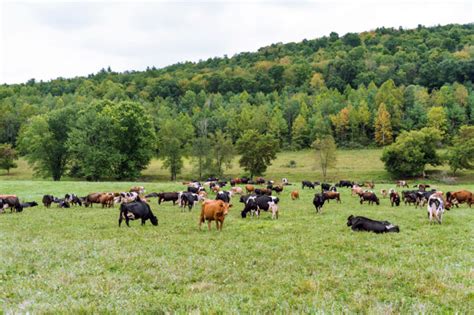 Organic Dairy Farmers Kevin and Lisa Engelbert On a Movement They ...