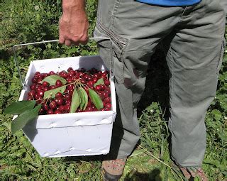 Hungry Cravings: Cherry Picking