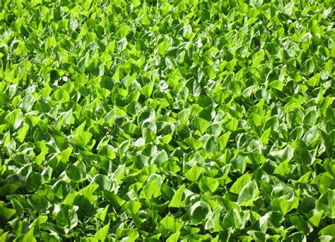 Marsh Plants Alisma in a Pond Stock Image - Image of countryside ...