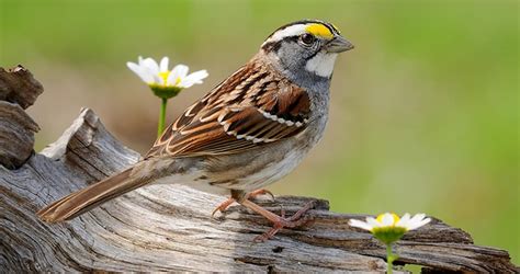 White-throated Sparrow Identification, All About Birds, Cornell Lab of Ornithology