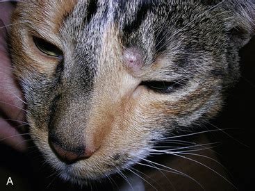 mast cell tumor cat prognosis - Jovan Janes