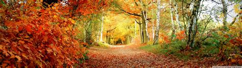 Foliage wallpaper | 2560x720 | #80716