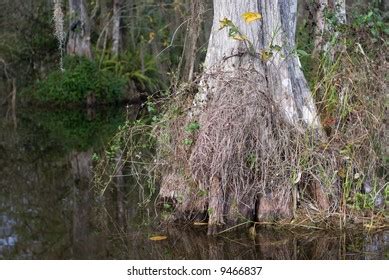 Pond Cypress Trees Florida Big Cypress Stock Photo 9466837 | Shutterstock