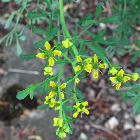 Common Rue (Ruta graveolens) seeds