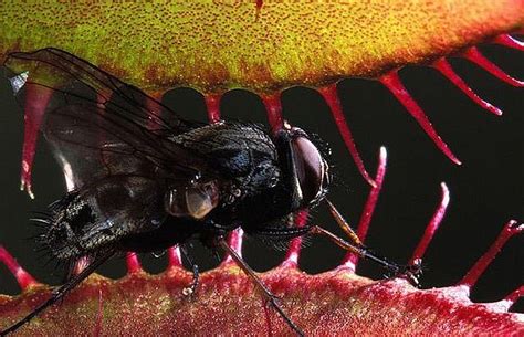 New plant discovered in the Philippines is a giant rat-eating plant ...