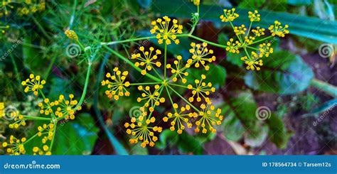 The Anise plant stock photo. Image of yellow, grass - 178564734