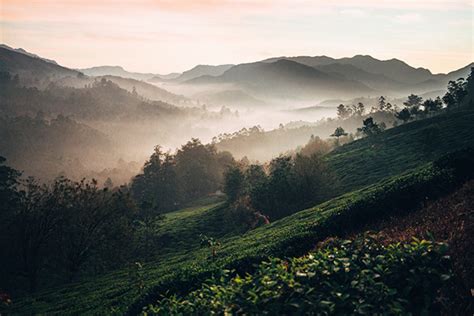 Tea plantations. India on Behance