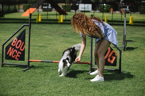 How to Train Your Pet. Training pets involves teaching them… | by ...