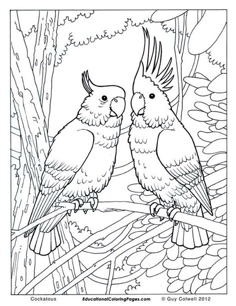 Birds Book One « Animal Coloring Pages for Kids