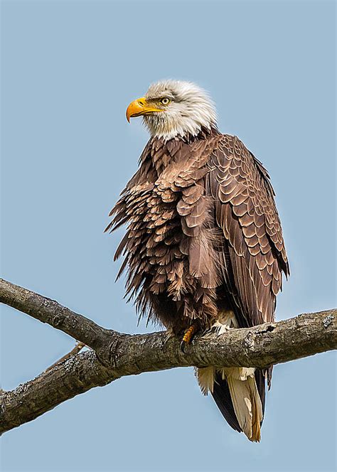 Ruffled Feathers Bald Eagle Photograph by David Johnson