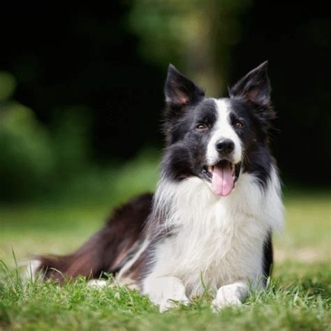 Are All Border Collies Highly Strung