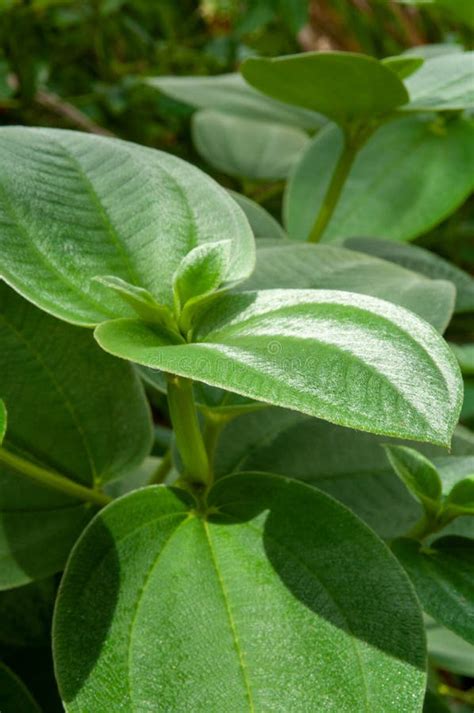 A Green Leaves of Tropical Plant Heterotis Buettneriana a Member of Melastome, Family ...