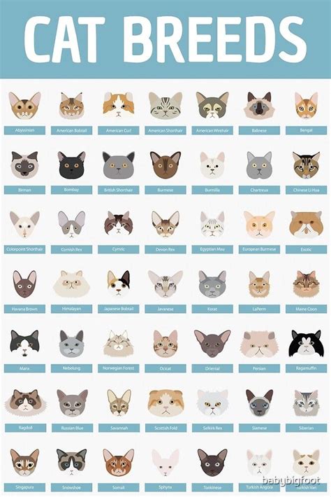 "Cat Breeds" by babybigfoot | Redbubble | Cat breeds, Cats, Cat facts