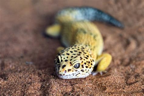 100+ Best Gecko Names: Ideas For Your Crested Pet Lizard | My Pet's Name