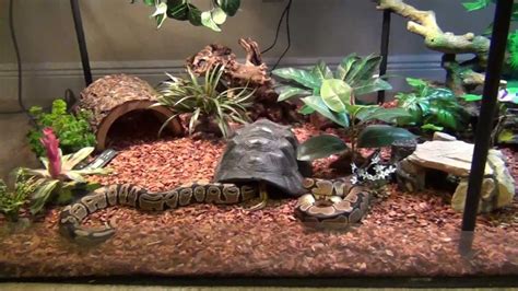 Pix For > Ball Python Enclosure Plans | Ball python, Ball python pet, Snake terrarium