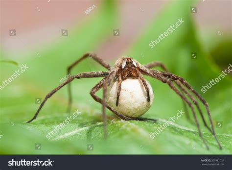 Wolf Spider On Egg Sac Stock Photo 201981031 | Shutterstock