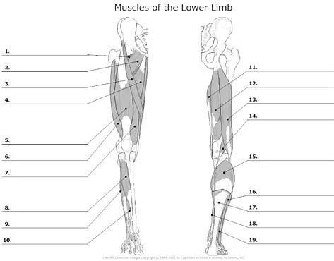 Image result for Anatomy Muscle Labeling Worksheet | Muscle diagram, Muscle anatomy, Leg muscles ...