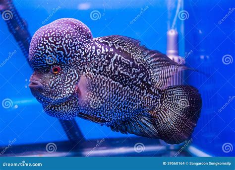 Flowerhorn Cichlid fish stock photo. Image of closeup - 39560164