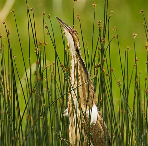 30+ Bittern Camouflage Pond Reed Stock Photos, Pictures & Royalty-Free ...