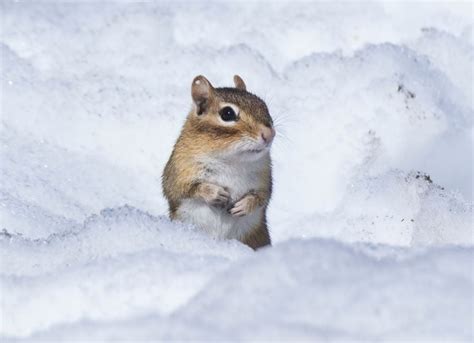 Where Do Chipmunks Go in the Winter? (And How Do They Survive?) - My ...