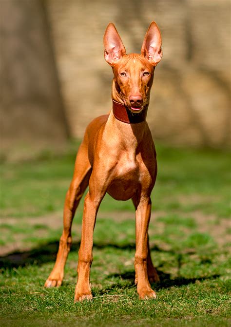 Pharaoh Hound : History, Temperament, Care, Training, Feeding & Pictures