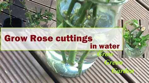 Grow rose cuttings in water | Rose cuttings, Plant cuttings, Growing lilies