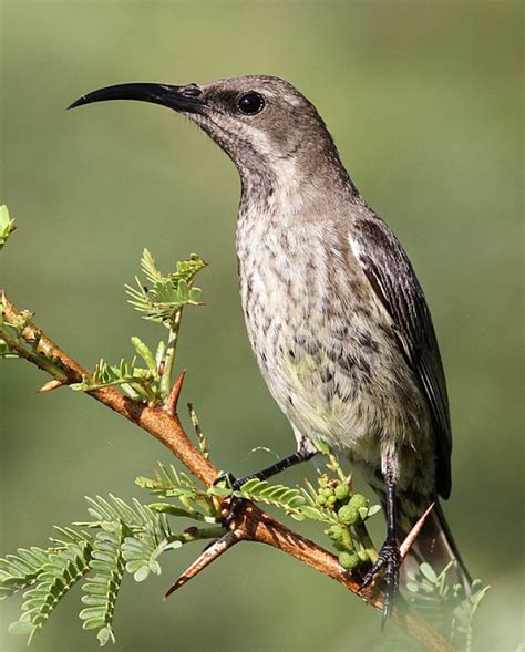 This Bird Appears To Be Black When You First See It, And Its Wonderful Colors Show Themselves ...