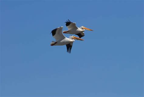 American White Pelican "Pelecanus erythrorhynchos" | Boreal Songbird ...